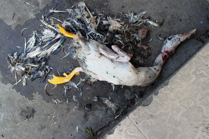 ˦��Ѽë����