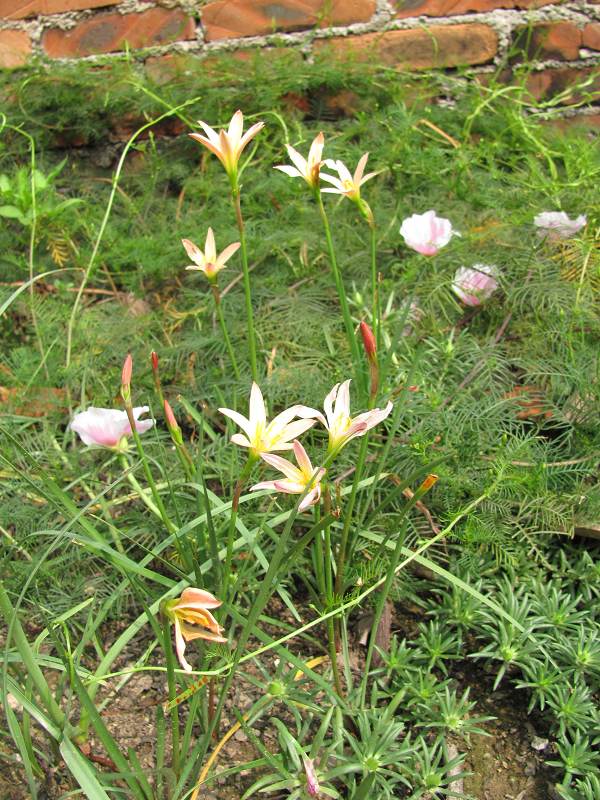 ���껨,Z.sunset strain