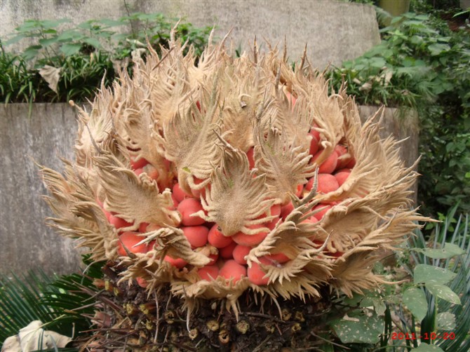 ��ʲô����?