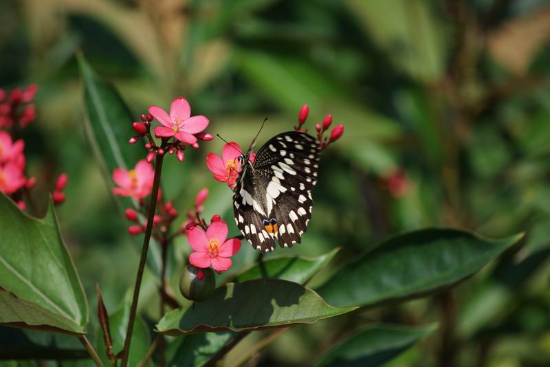 ������С IMG_1136.jpg