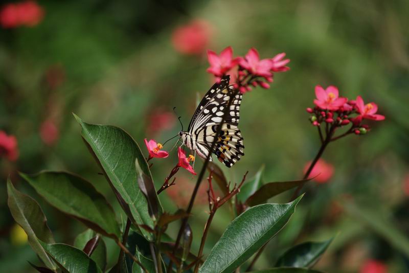 ������С IMG_1131.jpg