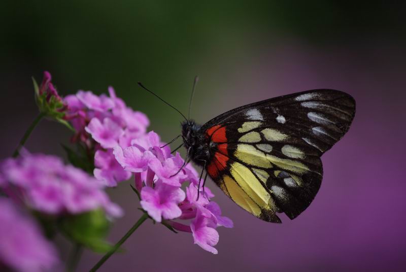 ������С IMG_2142.jpg