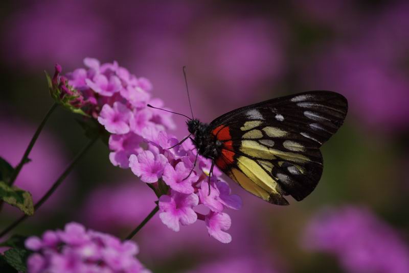 ������С IMG_2129.jpg