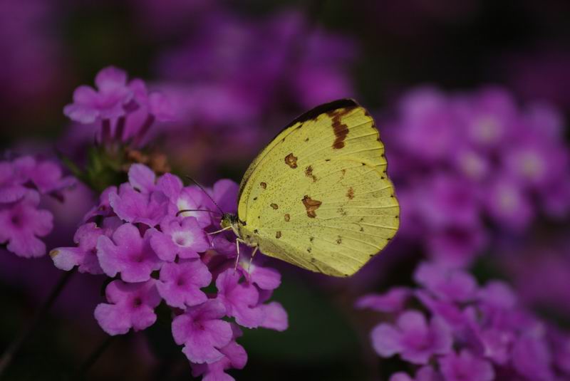 ������С IMG_2095.jpg