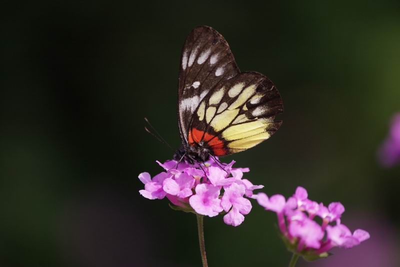 ������С IMG_2076.jpg