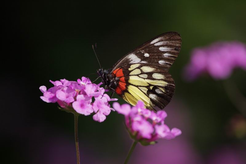 ������С IMG_2069.jpg