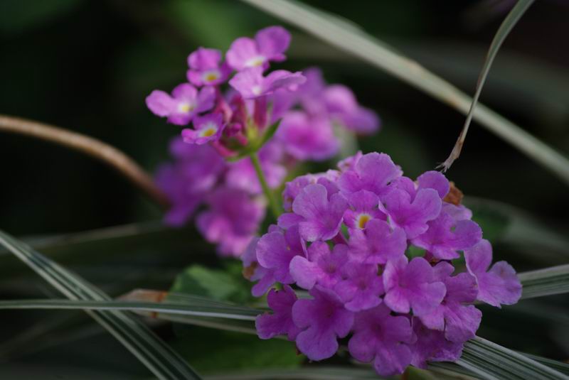 ������С IMG_2011.jpg