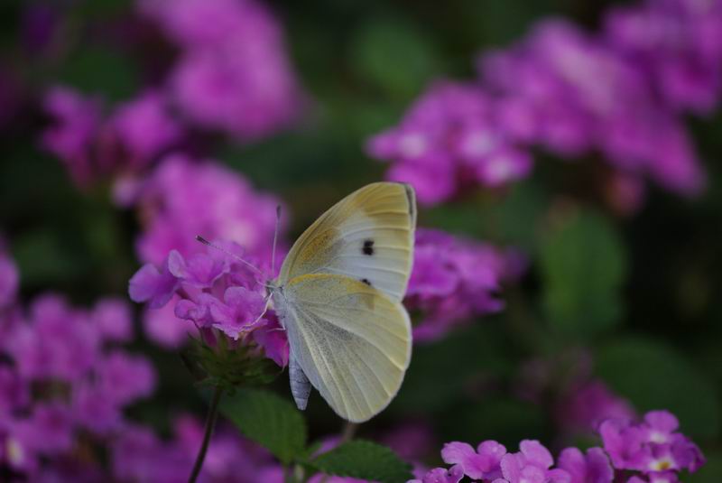 ������С IMG_2002.jpg