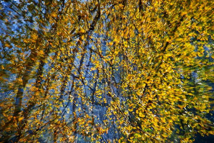 ��������Ҷ,���껹δ����͸,ҶƬ�����Ѿ���ή