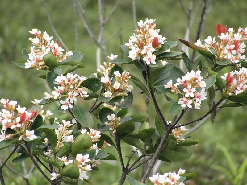 ʯ��ľ ����������