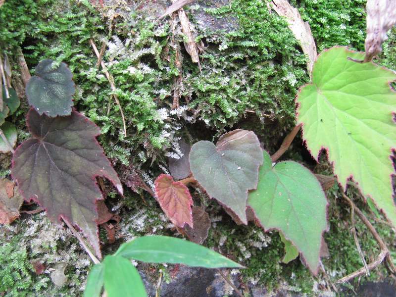 �ﺣ�Ŀ�ֲ��