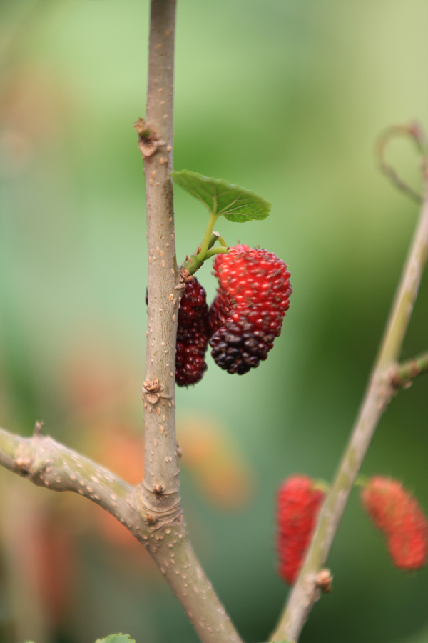 һ�ԶԵġ�����