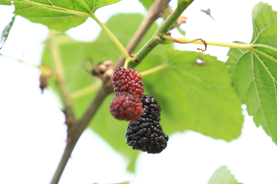 ����һ�ԶԵġ�����