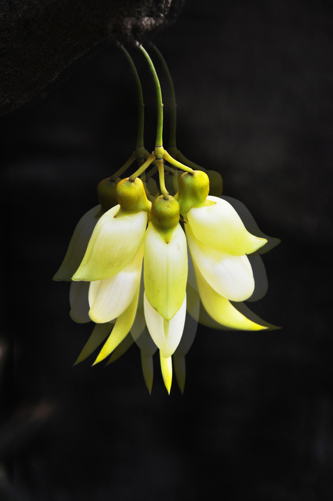 DSC_110009.jpg 55.jpg