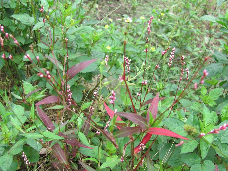 �����ǣ�ˮޤ