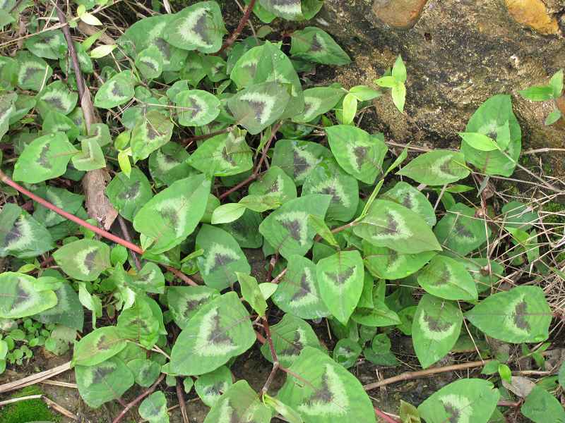 ��̿ĸ��3�·��ģ�