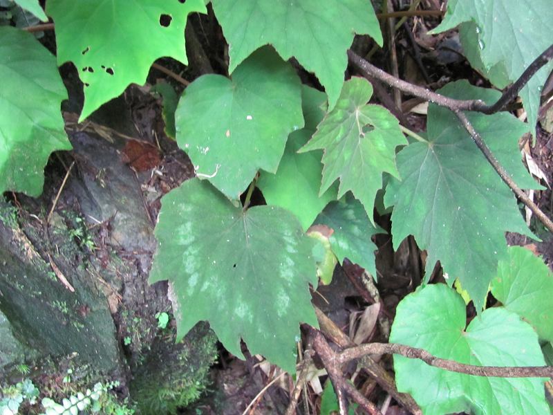 ����ӡ�ﺣ��