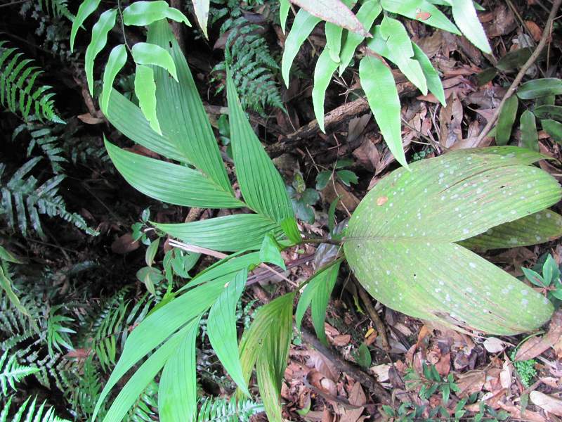 ɽ������