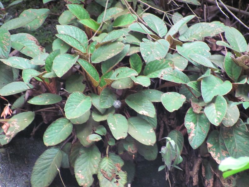 ��Ҷʯ����