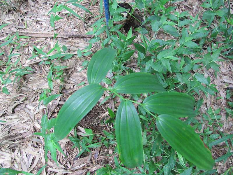 �����ƾ�