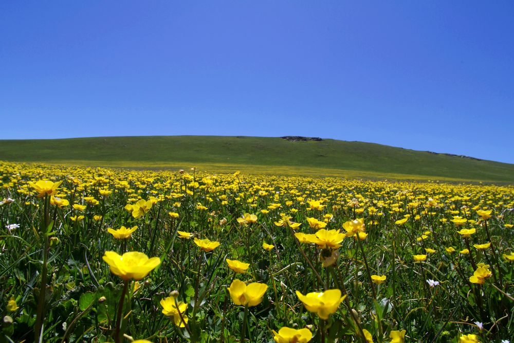 ��������ԭ�ƻ���