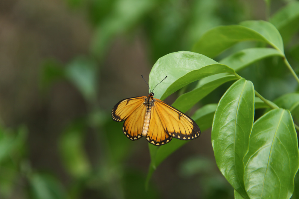 ����һֻС�������ŷ���