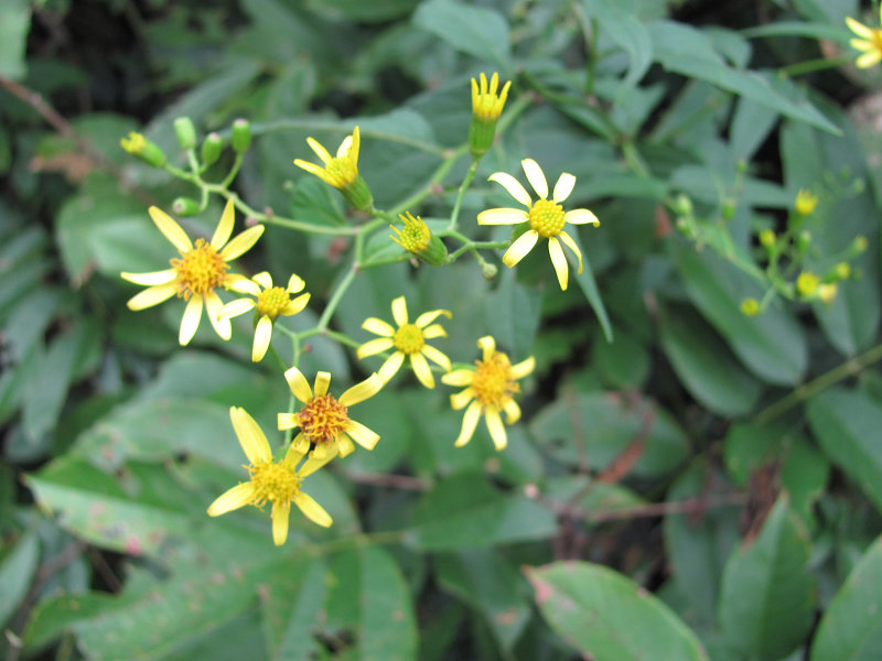 ǧ��⣬ǧ��������տơ�