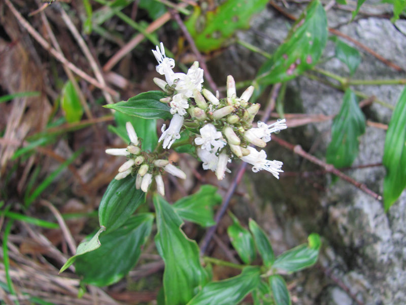 ţ���٣�����������ݿơ�