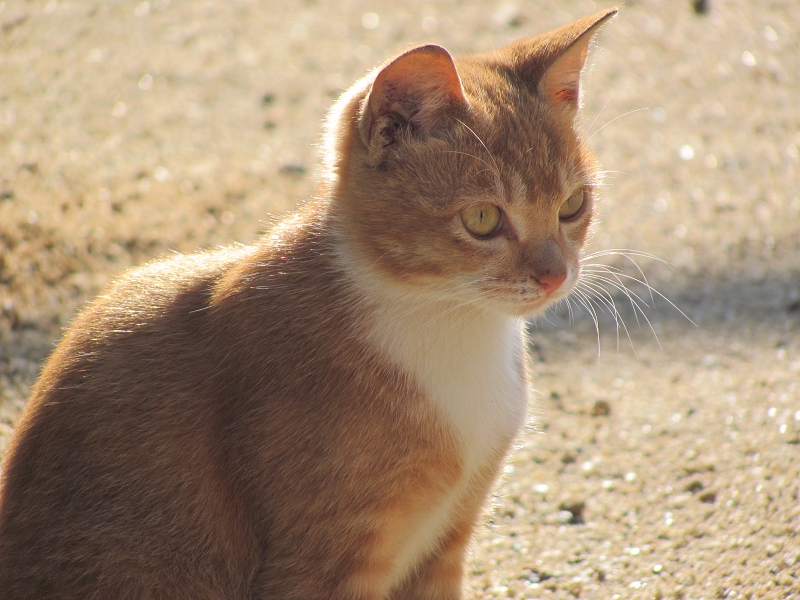 �г̵�һ�ţ�Сè�����ǡ�