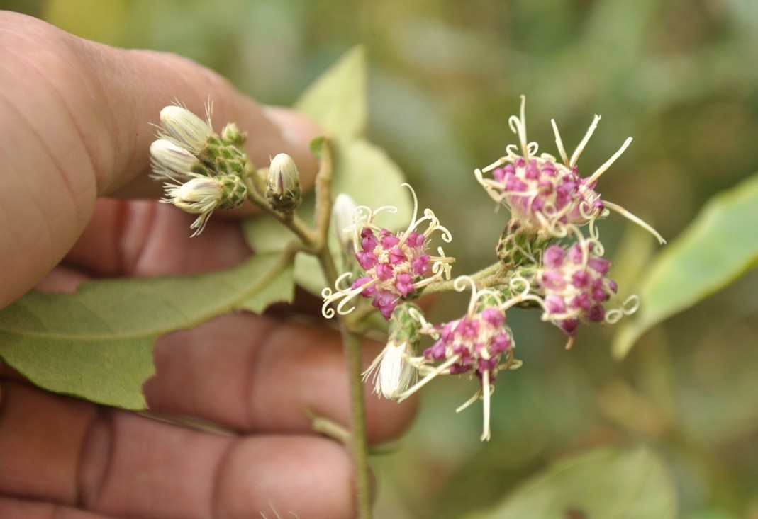 �������� 1.jpg