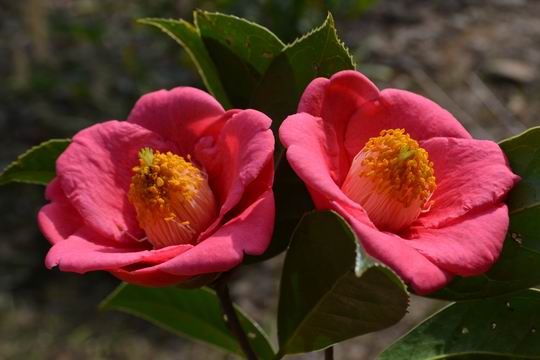 ������С DSC_0199.JPG