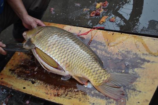 ������С DSC_0478.JPG