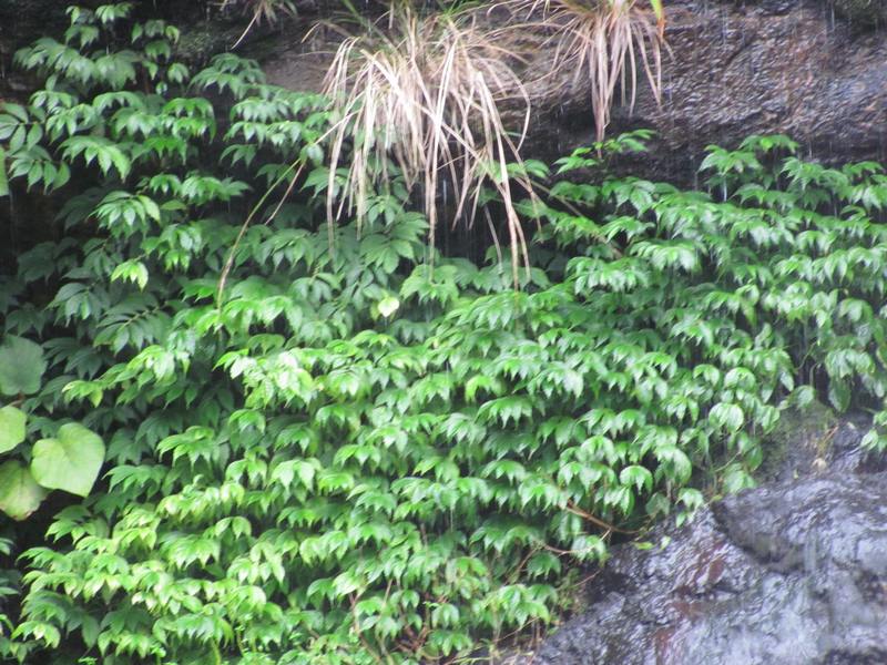 �ٲ���ֲ�����Ѱ��Ƶģ�