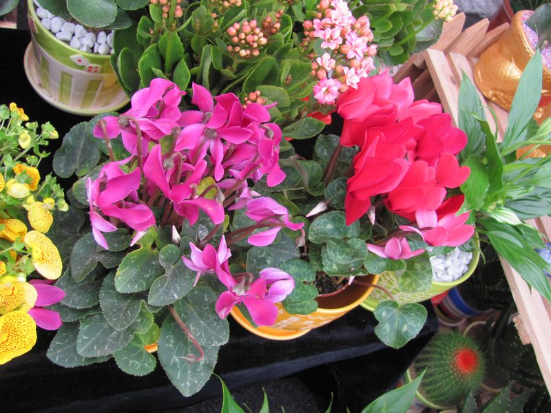 �ɿ��� Cyclamen persicum
