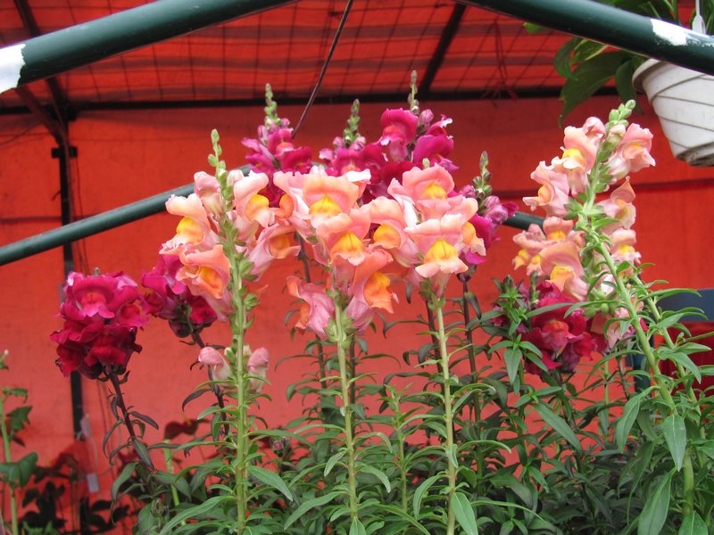 ����� Antirrhinum majus