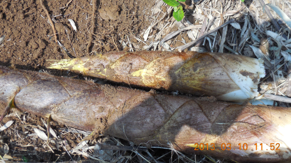 �ľ߳��������ձʼ�ɽ�����