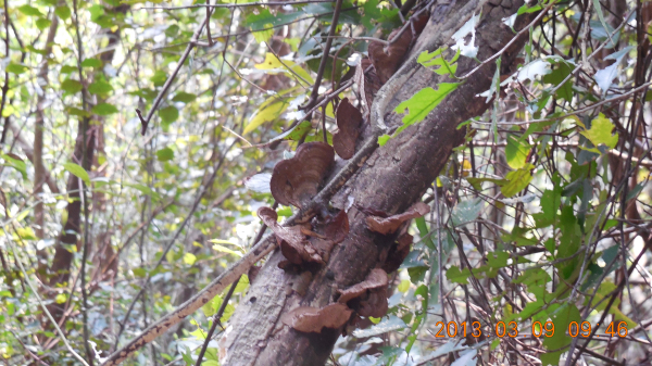 ������ǿ����Դ����ɽ