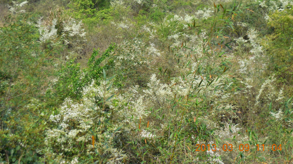 ������ǿ����Դ����ɽ