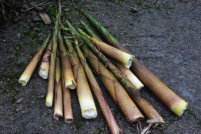 ����ɽ����