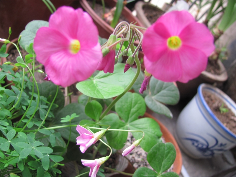 ��ΪOxalis-stellata ������/������ 