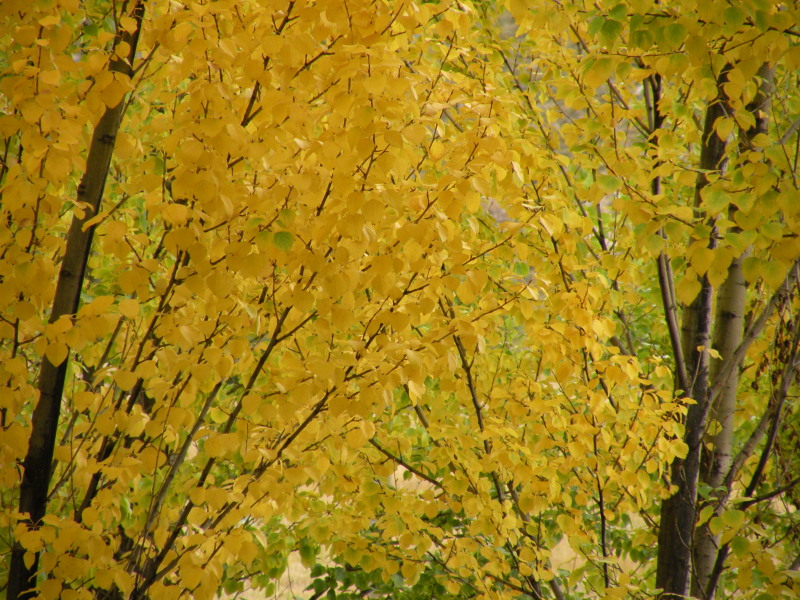 �Ҥ�iphone 278.jpg