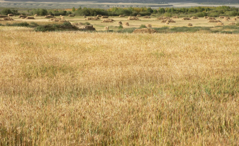 �Ҥ�iphone 496.jpg