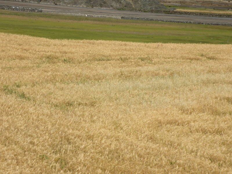 �Ҥ�iphone 563.jpg