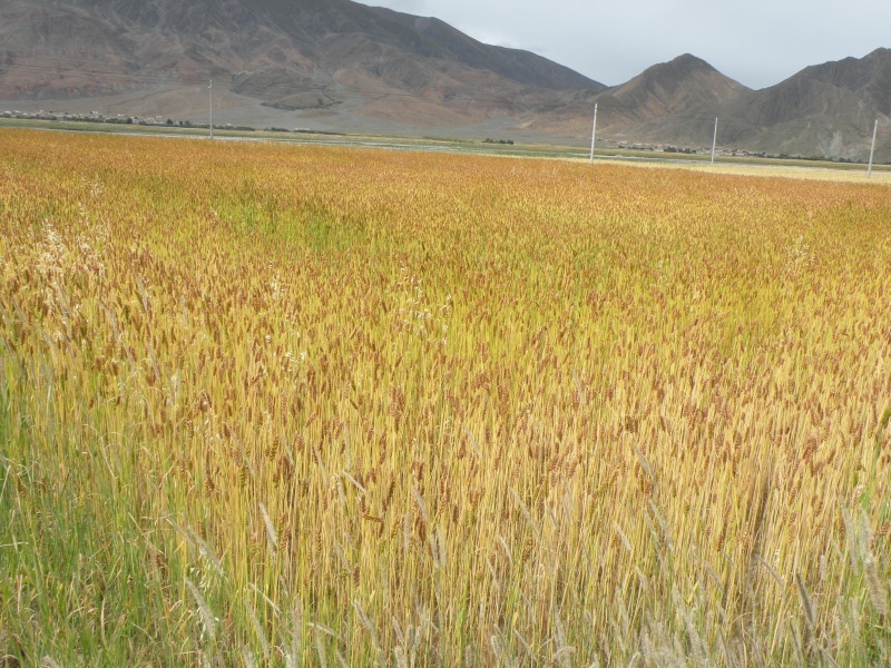 �Ҥ�iphone 558.jpg