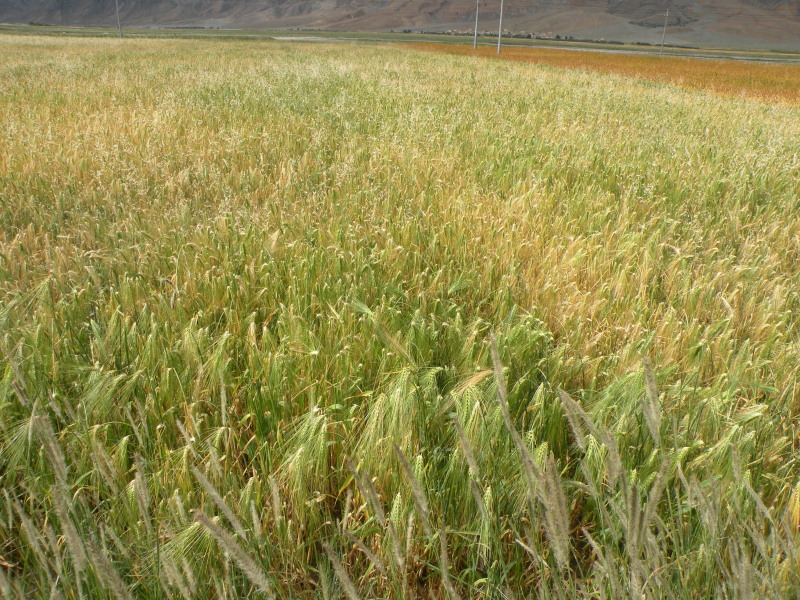 �Ҥ�iphone 556.jpg