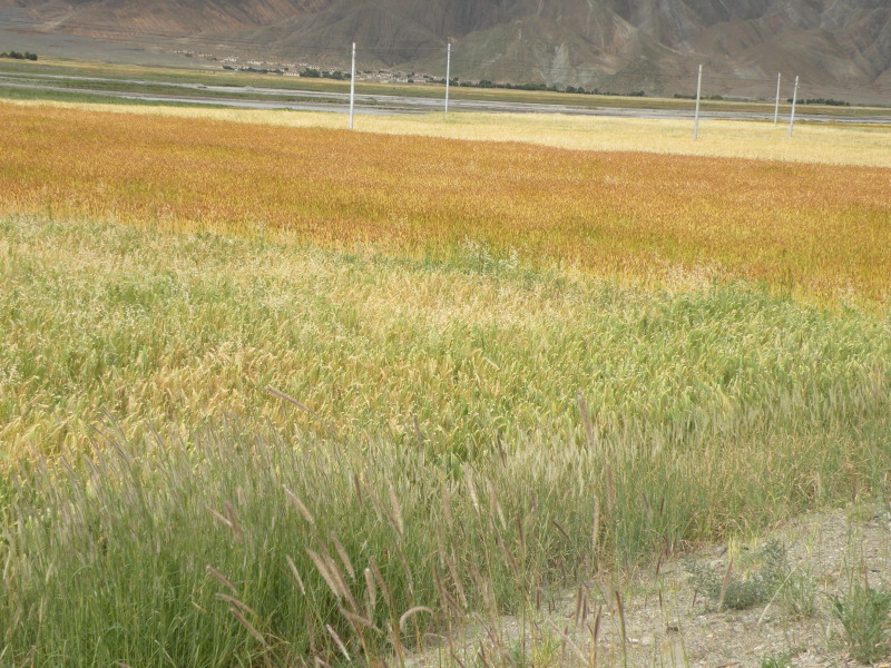 �Ҥ�iphone 554.jpg