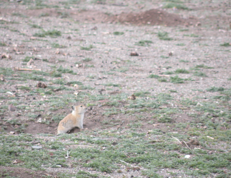 �Ҥ�iphone 877.jpg