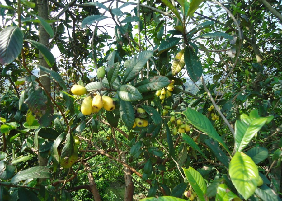 ����ɽ���� 2.jpg