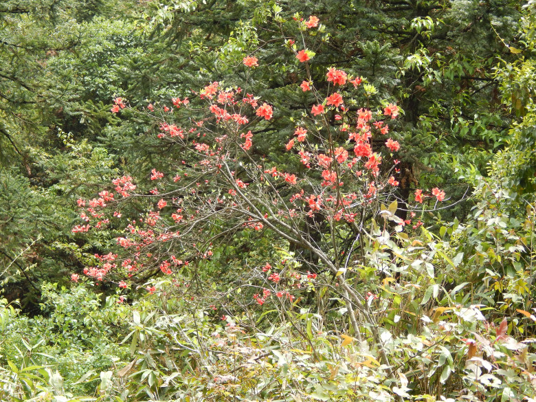 51����ɽ 096_����.jpg