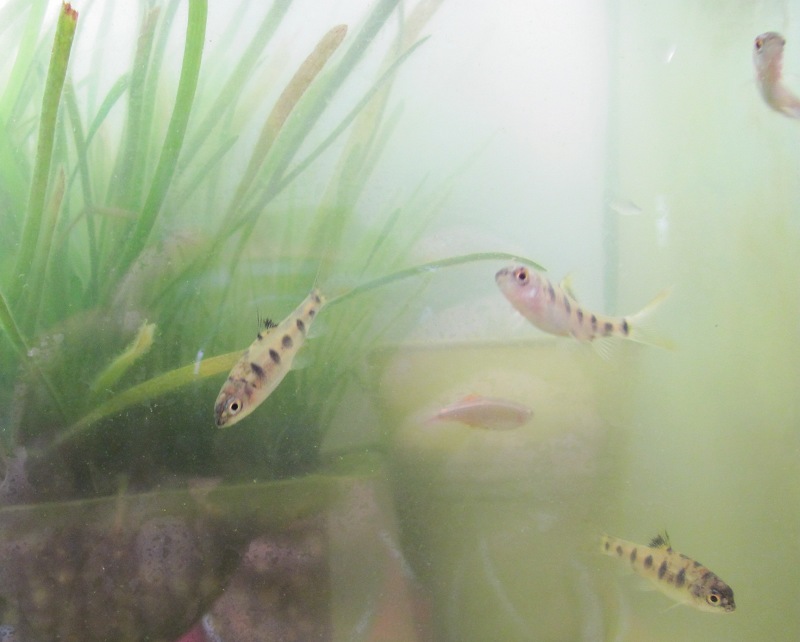 �����ⴽ��Acrossocheilus beijiangensis